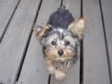 dog3.jpg (false)