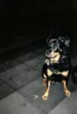 dog4.jpg (25kb)
