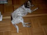 dog5.jpg