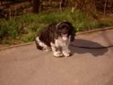 dog6.jpg