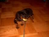 dog7.jpg